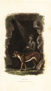 Engelsk gentleman fra det 18. århundrede og hans tamme ulv, Canis lupus, i indgangen til en hule af English School