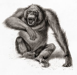 En orangutang fra Borneo, Pongo pygmaeus, også stavet orangutang, orangutang eller orangutang. Fra Meyers Leksikon, udgivet 1924 (print) af English School