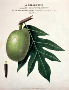 A Bread-Fruit, ca. 1825 (håndfarvet litho) af English School