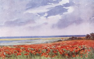 En mark med valmuer (farvelitografi) af English School