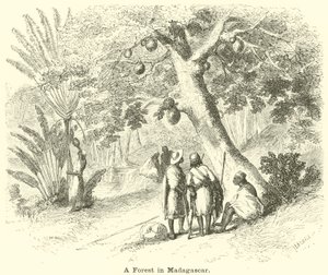 En skov på Madagaskar af English School