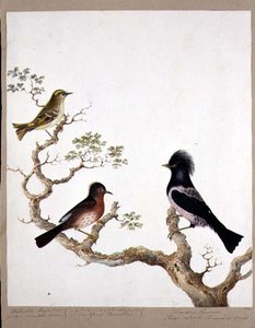 En gyldent kamsmutte, en Dartfordsanger og en rosenfarvet drossel eller ouzel, 1824 (wc på papir) af English School