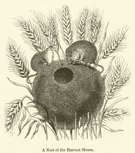 A Nest of the Harvest Mouse (gravering) af English School