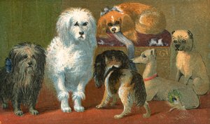 En Skye terrier, fransk puddel, to spaniels, italiensk mynde og en mops hund
