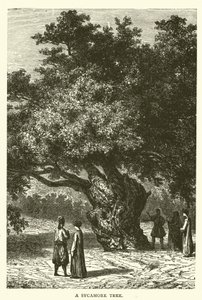 Et platantræ (gravering) af English School