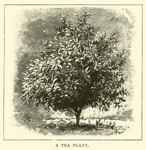 Eine Teepflanze von English School