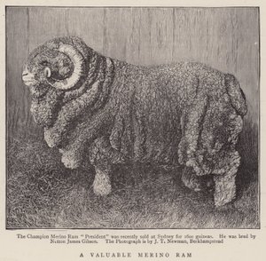 En værdifuld merino-vædder (gravering) af English School