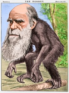 "A Venerable Orang-outang", en karikatur af Charles Darwin som en abe af English School