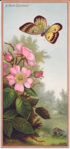 Et victoriansk julekort, der forestiller en sommerfugl og en busk af hunderoser, ca. 1880 af English School