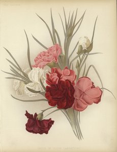En gruppe nellikenelliker