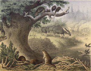 En scene i det nordlige Canada, vaskebjørnen, bæveren, vilde kalkuner, elgen, passagerduen af English School