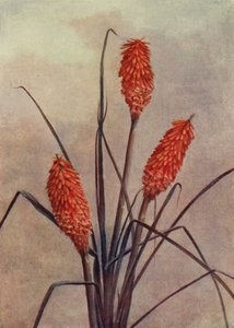 En pragtfuld fakkelblomst, Kniphofia Corallina Superba (farvelitografi) af English School