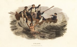 En ung mand reddet fra en haj af bådmænd i Havana havn, Cuba af English School