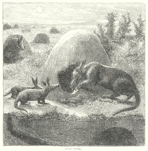 Jordsvin (gravering) af English School