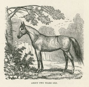 Etwa zwei Jahre alt (Gravur)