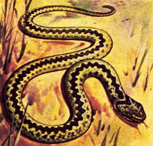 Adder af English School