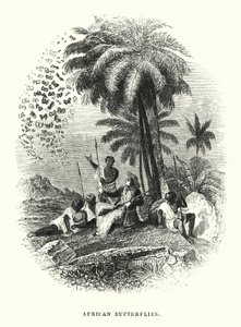 Afrikanske sommerfugle (gravering) af English School