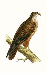 Afrikansk musvåge, illustration fra 