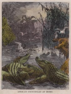 Afrikanske krokodiller derhjemme (farvet indgravering) af English School