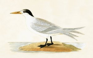 Allied Tern, illustration fra 