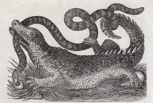 Alligator (gravering) af English School
