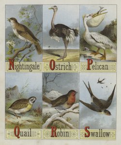 Alfabet af fugle (farve Litho) af English School