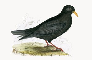 Alpine Chough, illustration fra 