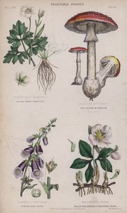 Alpine hvid kragefod; Fluebrun svamp; Lilla Foxglove; Sort Hellebore eller Julerose (farvet gravering) af English School