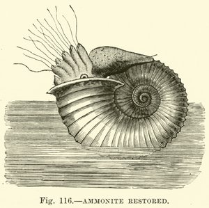 Ammonite restored  af English School