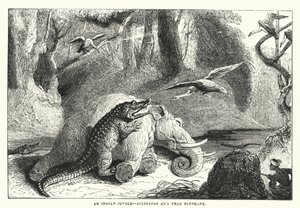 En indisk jungle, alligator og død elefant (kobberstik) af English School