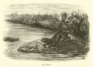En Otter af English School