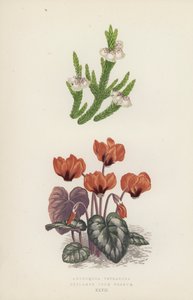 Andromeda Tetragona; Cyclamen Coum Vernum (farvelitografi) af English School