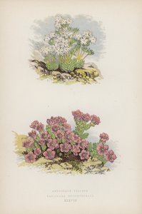 Androsace Villosa; Saxifraga Oppositefolia (farve litho) af English School
