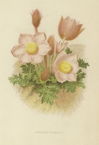 Anemone vernalis af English School