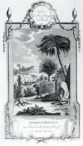 Animals of Maragnan, illustration taget fra Moores Voyages and Travels, 1778 af English School