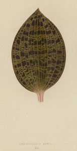Anoectochilus Lowii af English School