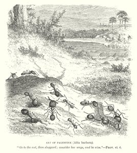 Ameise von Palästina (Atta Barbara) (Gravur) von English School