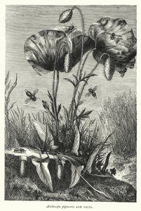 Anthocopa papaveris og reder (gravering) af English School