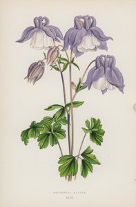 Aquilegia Alpina (farve litho) af English School