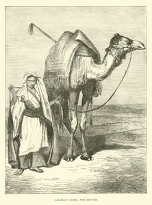 Arabisk kamel og chauffør af English School