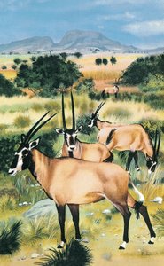 Arabisk oryx af English School