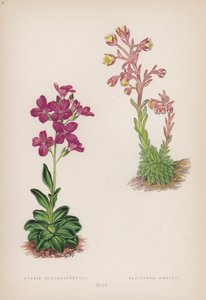 Arabis Blepharophylla; Saxifraga Ambigua (farve litho) af English School