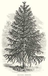 Araucaria Imbricata (gravering) af English School