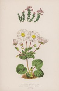Asperula Arcadiensis; Ranunculus Parnassifolius (farvelitografi) af English School