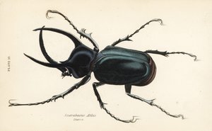 Atlasbille, Chalcosoma atlas (Scarabaeus atlas) af English School