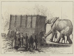Forsøg på at fjerne Jumbo, den store elefant, fra de zoologiske haver (litho) af English School