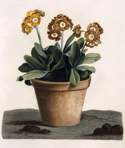 Auricula in a Pot, ca. 1840