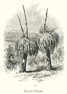 Australien: Grasbäume (Gravur)