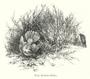 Australien: The Bower-Bird (gravering) af English School