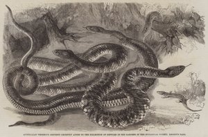 Australian Venemous Serpents føjet for nylig til samlingen af krybdyr i Gardens of the Zoological Society, Regent